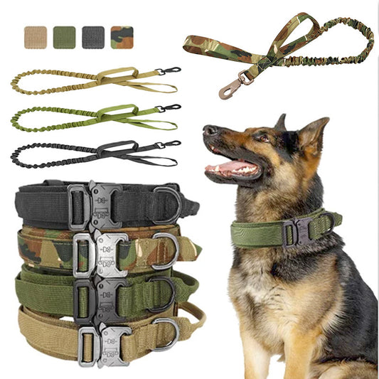 Dog wearing a green collar with leashes and belts displayed above.